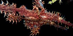 Dive Centre Lembeh at Hairball Resort - Spiny seahorse.